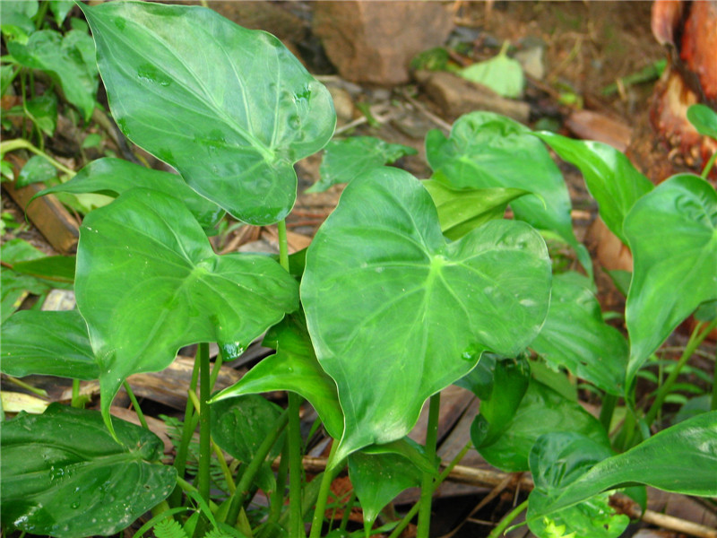 302尖尾芋Alocasia cucullata (1).JPG