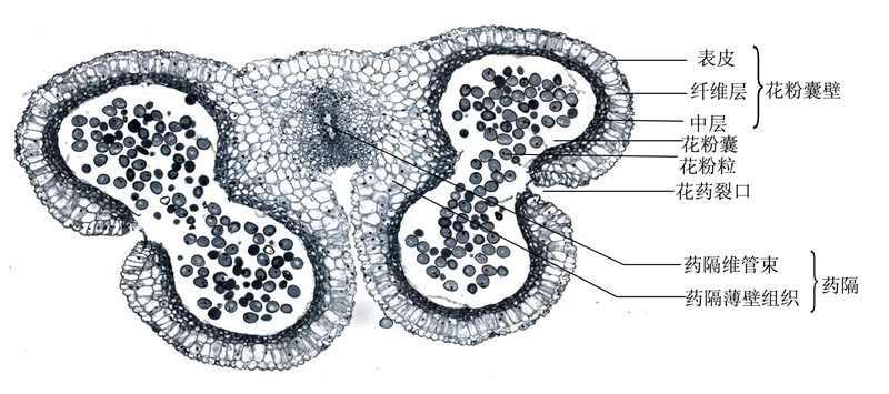 百合成熟花药横切 拷贝.jpg