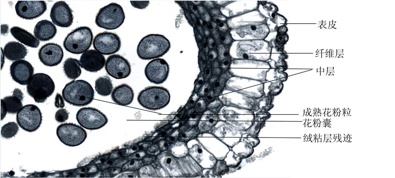 百合成熟花药横切-示花粉囊囊壁结构1 拷贝.jpg