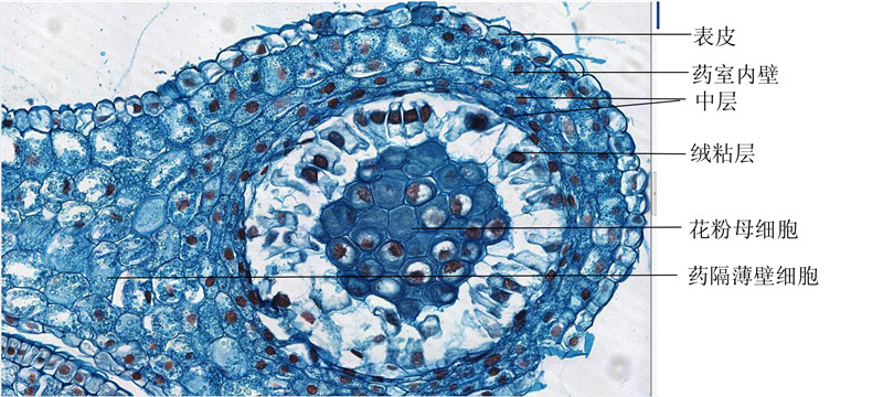 百合未成熟花药横切-示花粉囊的结构1 拷贝.jpg