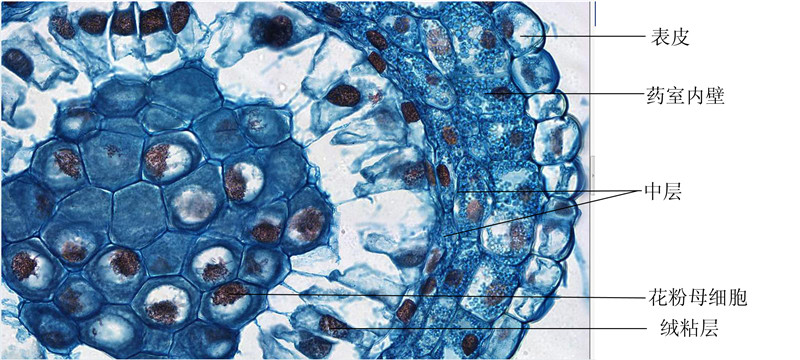 百合未成熟花药横切-示花粉囊囊壁结构1 拷贝.jpg