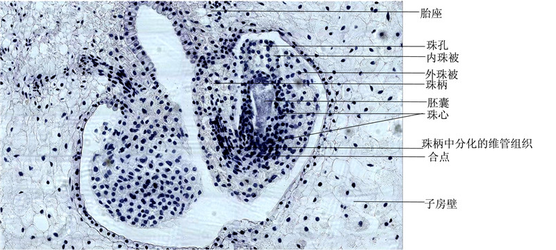 百合子房横切-示胚珠的结构 拷贝.jpg