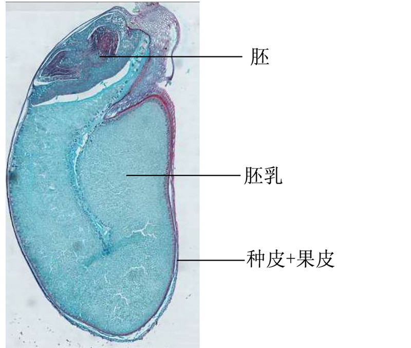 小麦种子纵切 拷贝.jpg