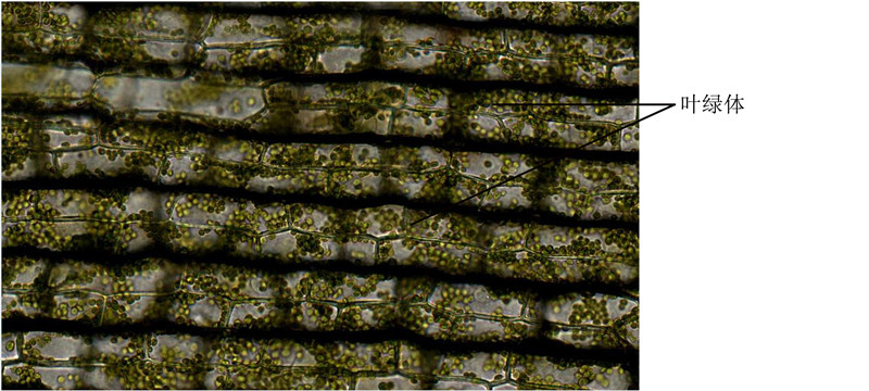 黑藻叶表面观-示细胞中的叶绿体1 拷贝.jpg