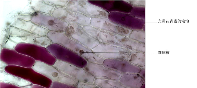 洋葱鳞叶外表皮-示细胞的显微结构及液泡 拷贝.jpg
